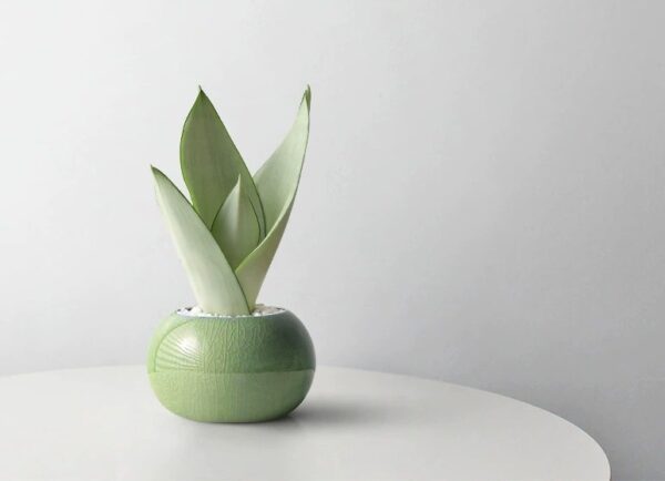 Snake Plant Bonsai - Image 2
