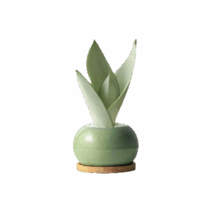 Snake Plant Bonsai