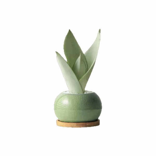 Snake Plant Bonsai